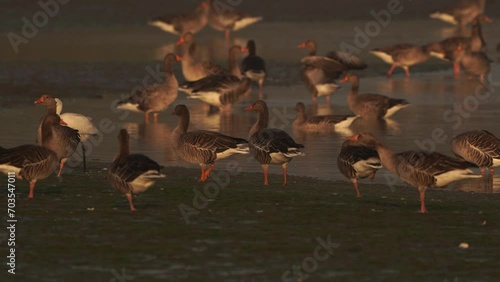 A defecating spoonbill walking through a group of greylag geese photo