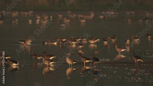 A flock of greylag goose or graylag goose (Anser anser) standing on a mudbank in the morning light photo