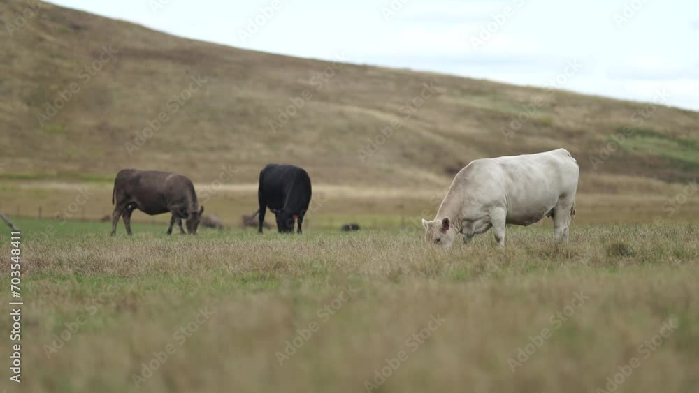 Australia cows in a field grazing on pasture in a dry summer drought. sustainable beef cattle in a agricultural farm. cow farming Australia cows in a field grazing on pasture in a dry summer drought. sustainable beef cattle in a agricultural farm. cow farming