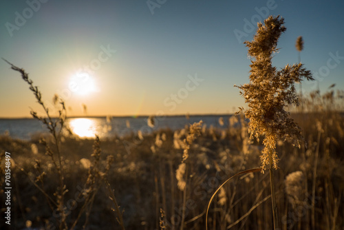 Fototapeta Naklejka Na Ścianę i Meble -  Sunset Water Tall Grass