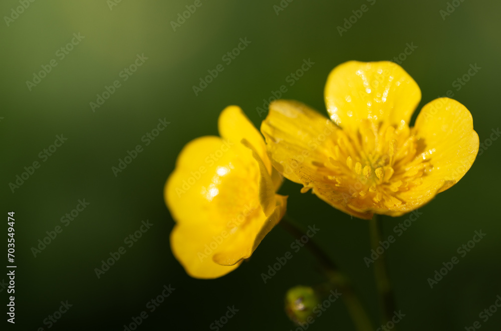 Close-up of two yellow buttercups in a meadow. The sun is shining. The background is green. The pollen of the flowers is clearly visible.