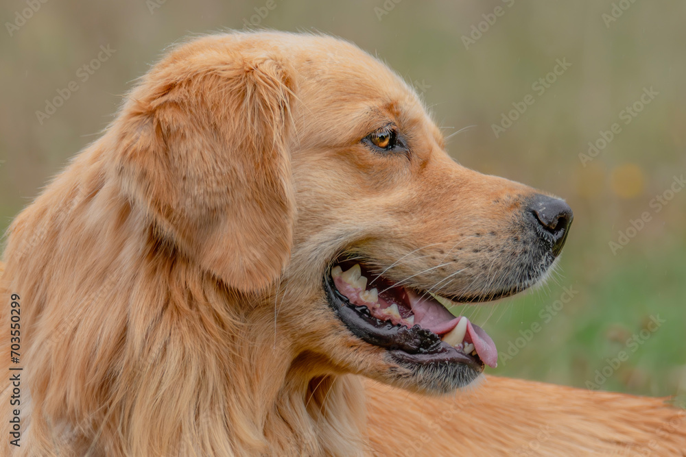 Golden Retriever Porträt