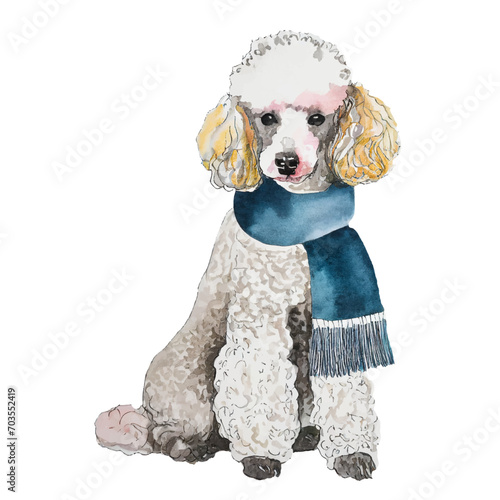 cute poodle dog wearing scarf, graphic resources with transparent background, animal watercolor drawing