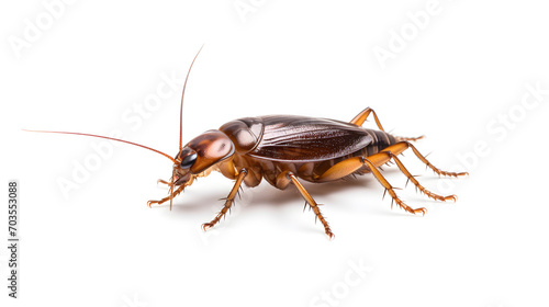 isolated cockroach, empty space on white background © Kpow27