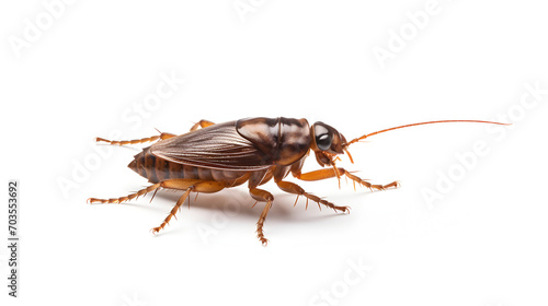 isolated cockroach, empty space on white background