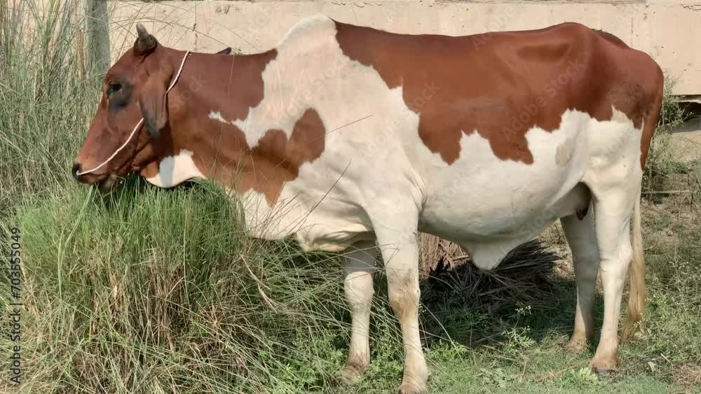 Cow are grazing. Female cow eating Grass in a village Layyah. Amazing milk cows eat a grass. 4K Footage Cow are grazing. Female cow eating Grass in a village Layyah. Amazing milk cows eat a grass. 4K Footage