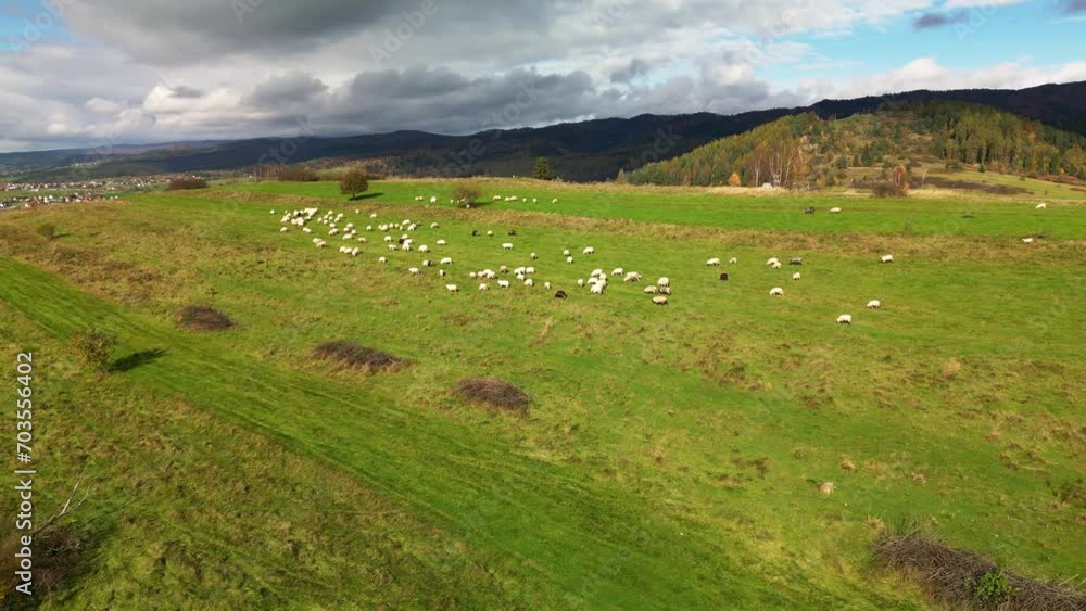 green field with sheep in the mountains in autumn