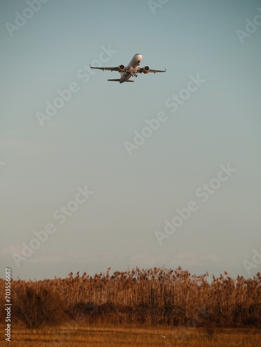 flock of geese