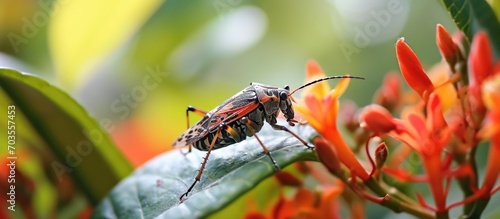 Small insect feeding on flower in Singapore. © 2rogan
