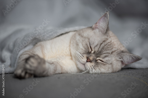 Adorable Cat Snuggled Beneath a Cozy Blanket, Dreaming in Peace