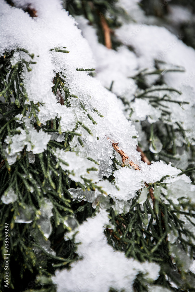 snow covered pine tree snow covered pine tree