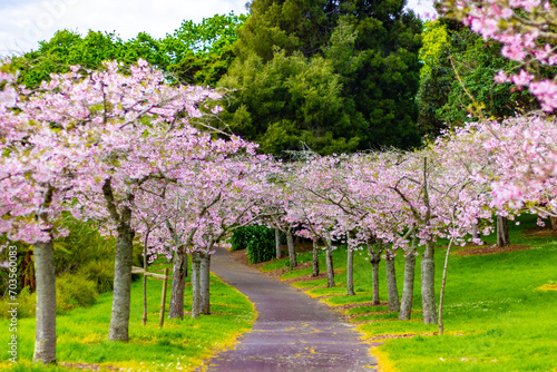 Beautiful pink cherry blossom trees sakura flowers