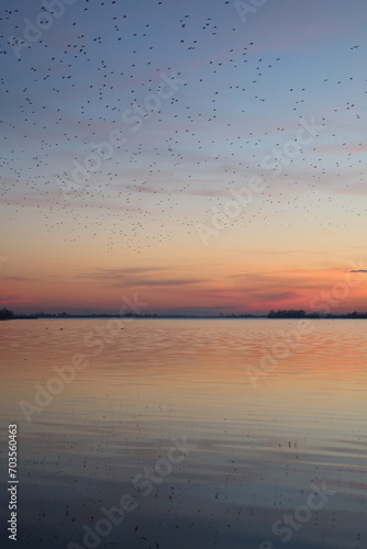 sunset on the lake with birds