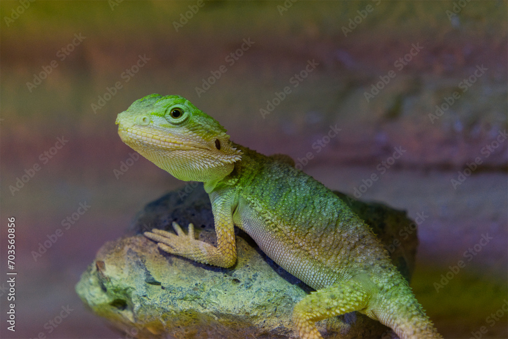 The little bearded dragon at the top of a stone The little bearded dragon at the top of a stone
