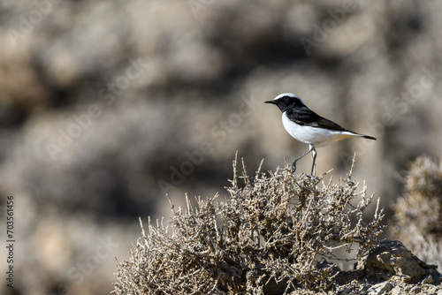 Mourning Wheatear (Maghreb) Oenanthe lugens halophila