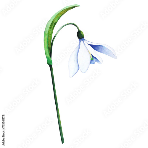 Watercolor snowdrop. Botanical illustration of flower. Watercolor illustration of plant on a white background. Bud, flower, inflorescence, leaf. For print, design and decor