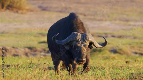 Old African buffalo walking photo