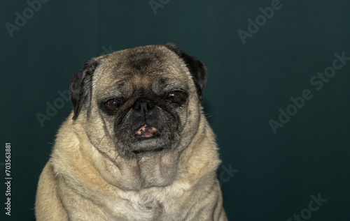 old pug portrait tna dark green background 8 photo