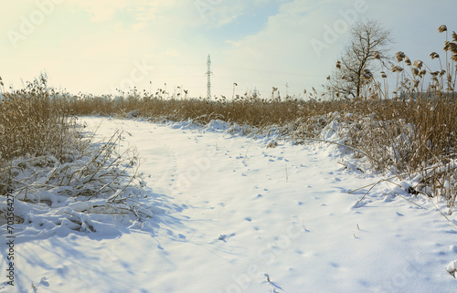 Snow-covered wild swamp with a lot of yellow reeds, covered with a layer of snow. Winter landscape in marshland