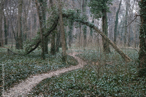narrow path in the forest