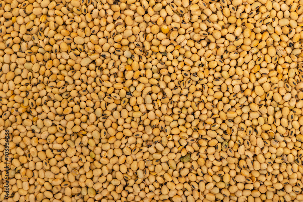 Dry soybeans in a layer. Soybeans background. Dry soybeans in a layer. Soybeans background.