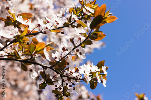 Blooming cherry branches against the blue sky