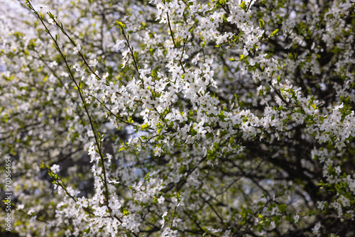 Cherry blossom branches background. Spring blossoming of fruit trees.