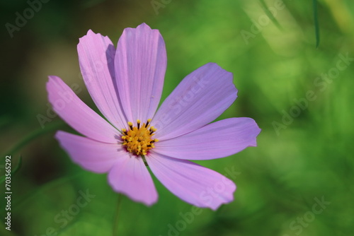 Cosmos flower with blurred background