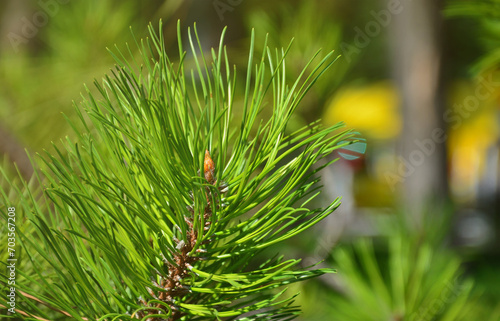 Green spruce branch in Sunny weather in the daytime outdoors. Floral background image with blurred background