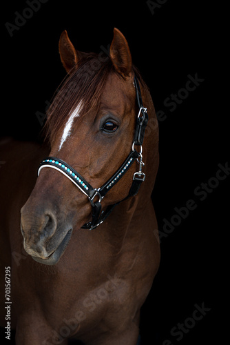 Horse with Halter on Black Background