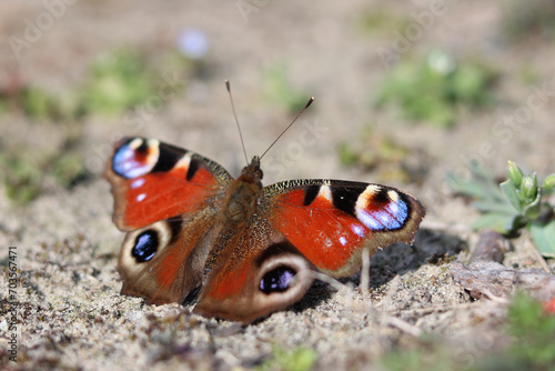 peacock butterfly in the garden