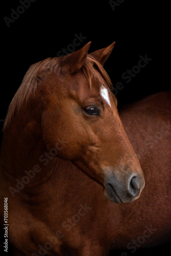 Fototapeta Naklejka Na Ścianę i Meble -  Horse on Black Background
