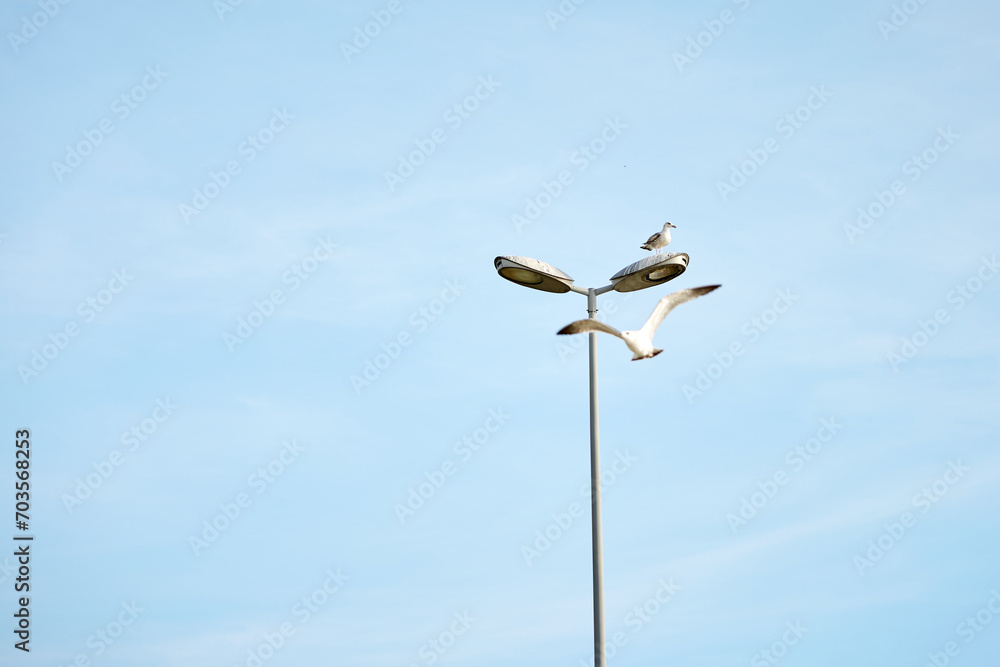 birds on the sea and on lights in turkey birds on the sea and on lights in turkey
