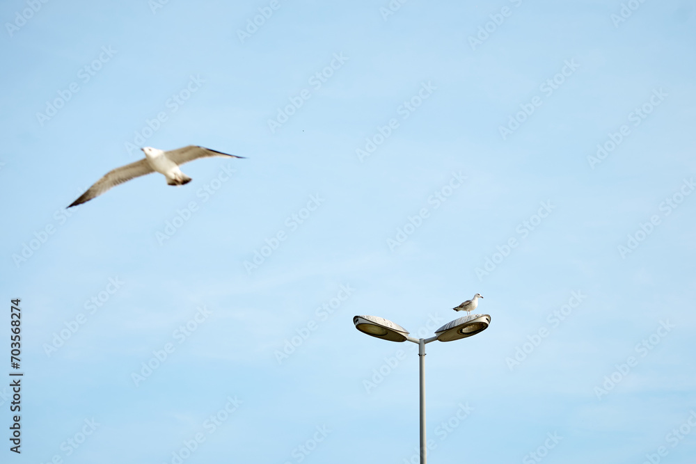 birds on the sea and on lights in turkey birds on the sea and on lights in turkey