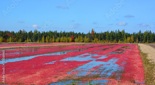 Cranberry farm water management harvesting in Saint-Louis-de-Blandford located on the Becancour River in Arthabaska county Centre-du-Quebec region. Canada photo