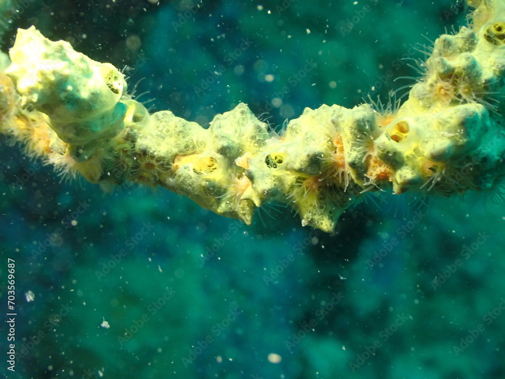 underwater view of the caribbean underwater view of the caribbean