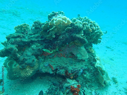 Fototapeta Naklejka Na Ścianę i Meble -  underwater view of the caribbean 