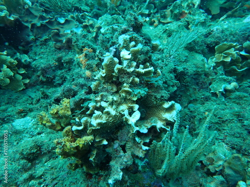 underwater view of the caribbean 