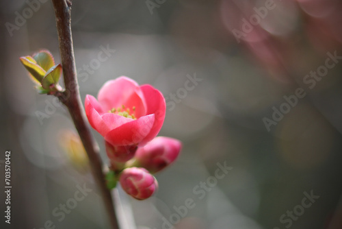 first flowers of flowering quince