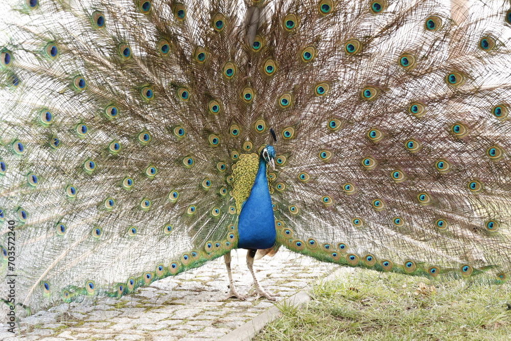 Obraz premium Paw indyjski, Indian peafowl, Pavo cristatus