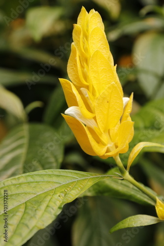 Pachystachys lutea, golden shrimp plant