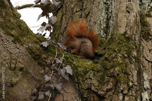 Wiewiorka pospolita, Sciurus vulgaris, Red squirrel