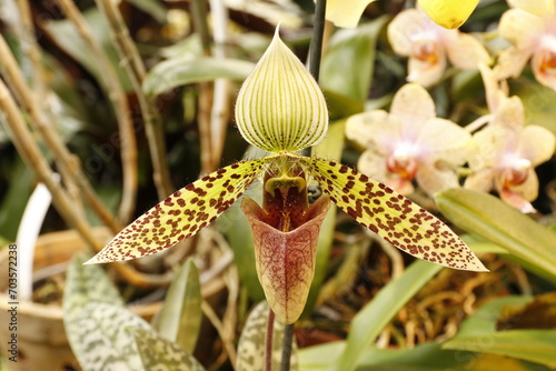 Paphiopedilum sukhakulii