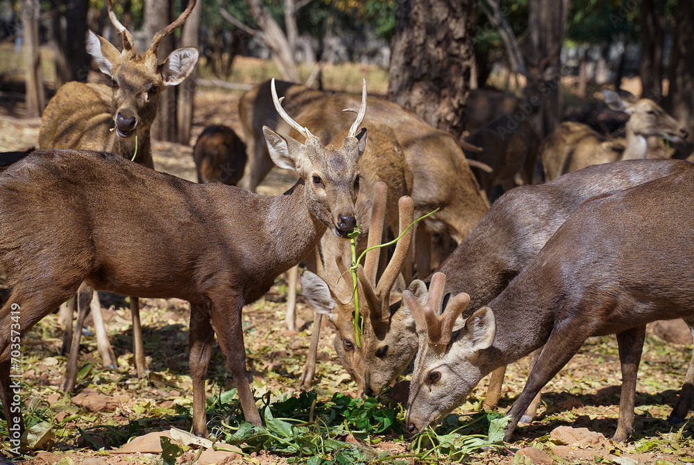 Deer in the forest./Herd of deer eating food peacefully in a big bush Deer in the forest./Herd of deer eating food peacefully in a big bush