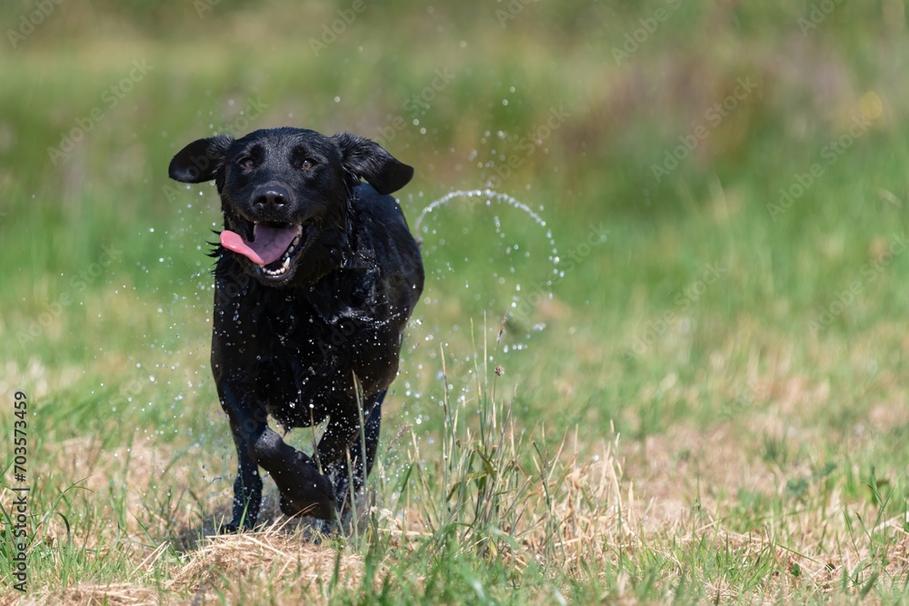Action shot of a wet black Labrador running through a field Action shot of a wet black Labrador running through a field