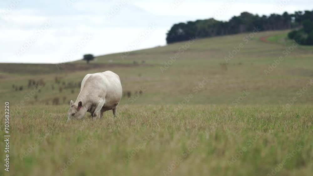 Australia cows in a field grazing on pasture in a dry summer drought. sustainable beef cattle in a agricultural farm. cow farming Australia cows in a field grazing on pasture in a dry summer drought. sustainable beef cattle in a agricultural farm. cow farming