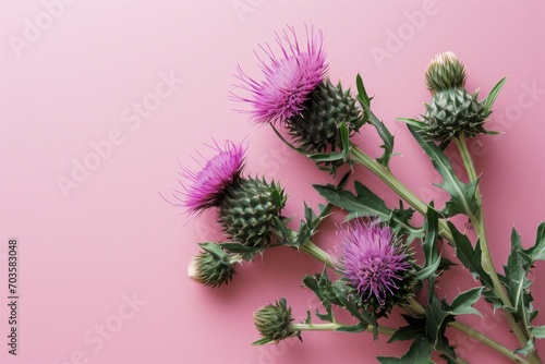 Vivid pink thistles stand out against a soft pastel pink background, capturing the raw beauty of these prickly yet striking wildflowers. photo