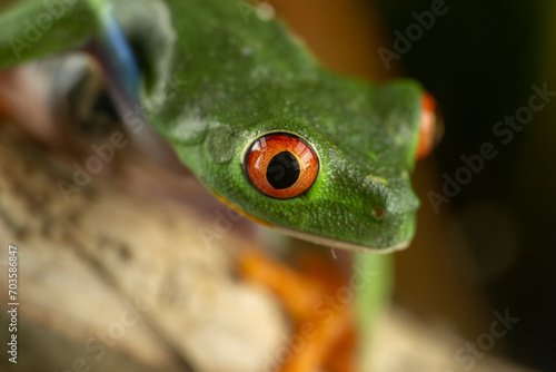 A tree frog is any species of frog that spends a major portion of its lifespan in trees, known as an arboreal state.  