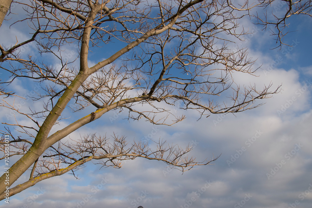 Autumn. Acacia branches without leaves on a background of blue sky with white clouds. Autumn. Acacia branches without leaves on a background of blue sky with white clouds.