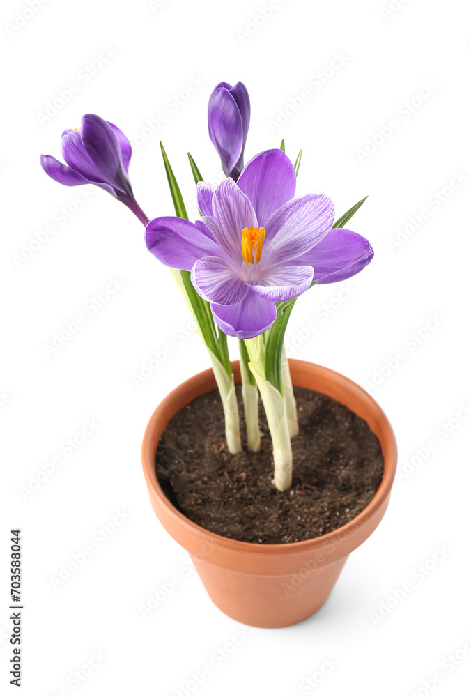 Pot with beautiful crocus flowers isolated on white background Pot with beautiful crocus flowers isolated on white background